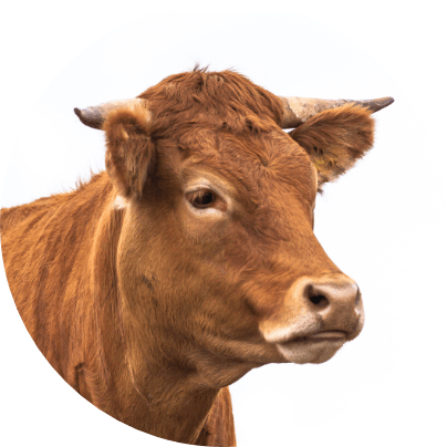 krowa profil